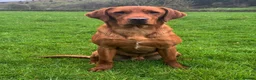 Labrador Retriever dogs for sale: Exceptional Fox Red Labrador Retriever Puppies - Advert 12