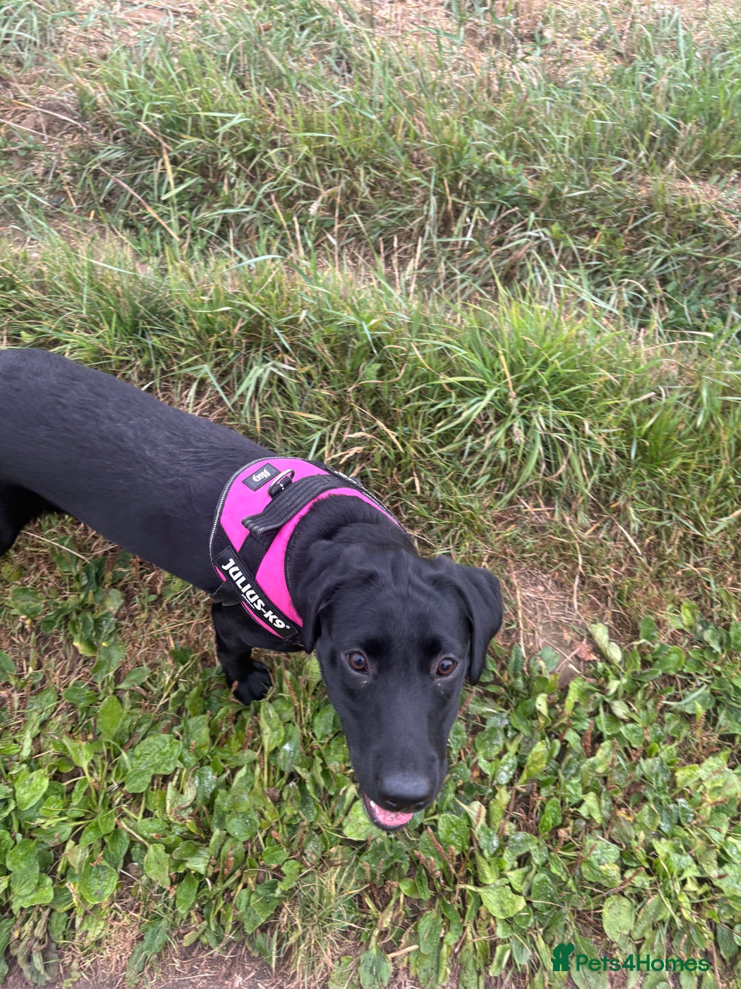 Labrador Retriever dogs for sale: labrador retriever - Advert 19