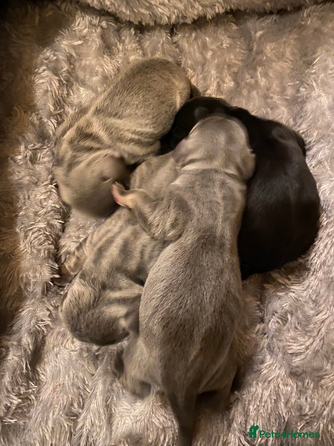 Mixed Breed dogs for sale: French bulldog x chiweenie puppies  - Advert 3
