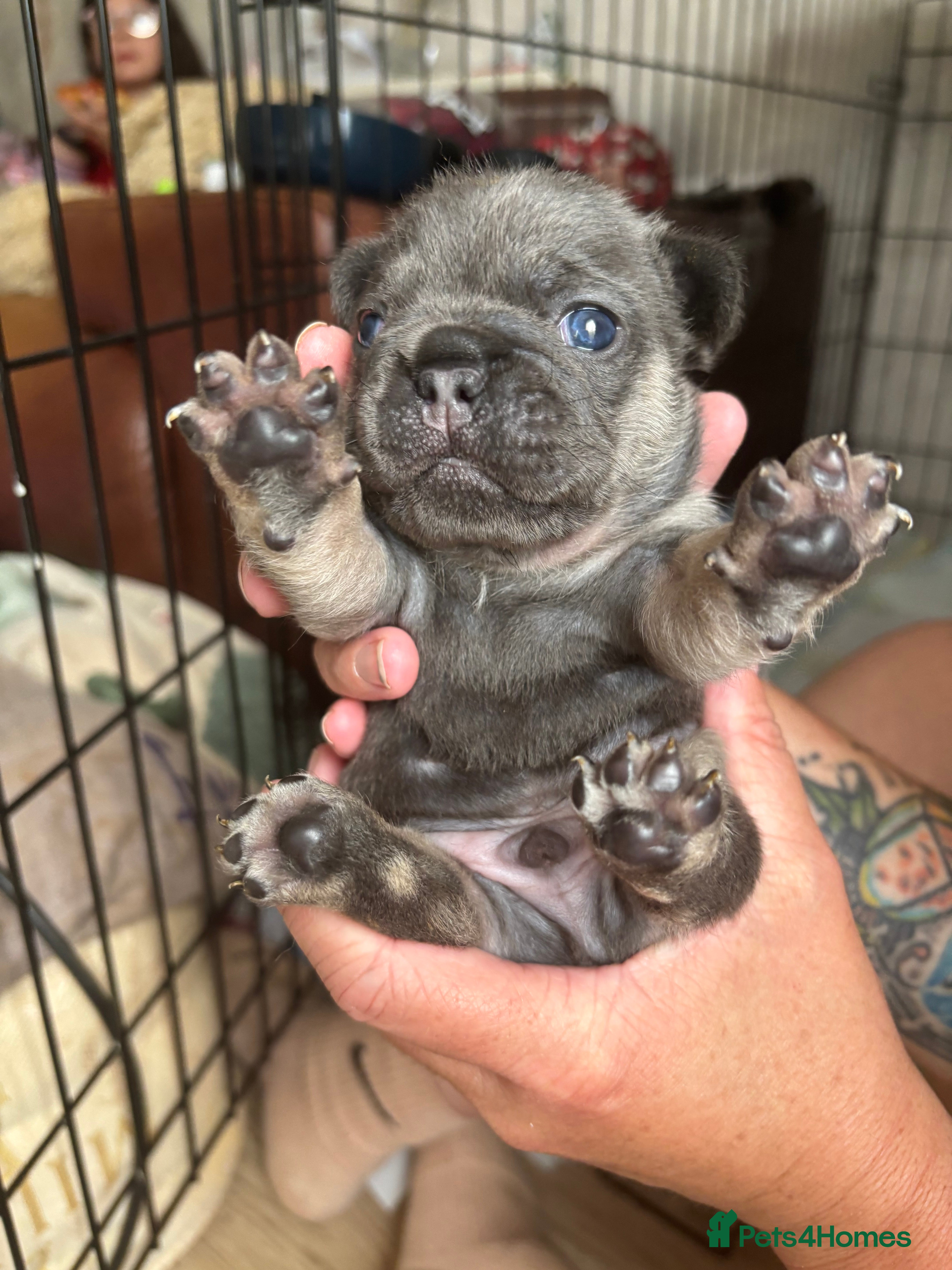 French Bulldog dogs French bulldog puppies  - Advert 8