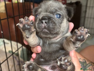 French Bulldog dogs - Advert 5