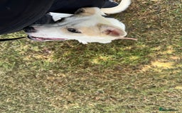 Mixed Breed dogs for sale: Jasmin - Image 4