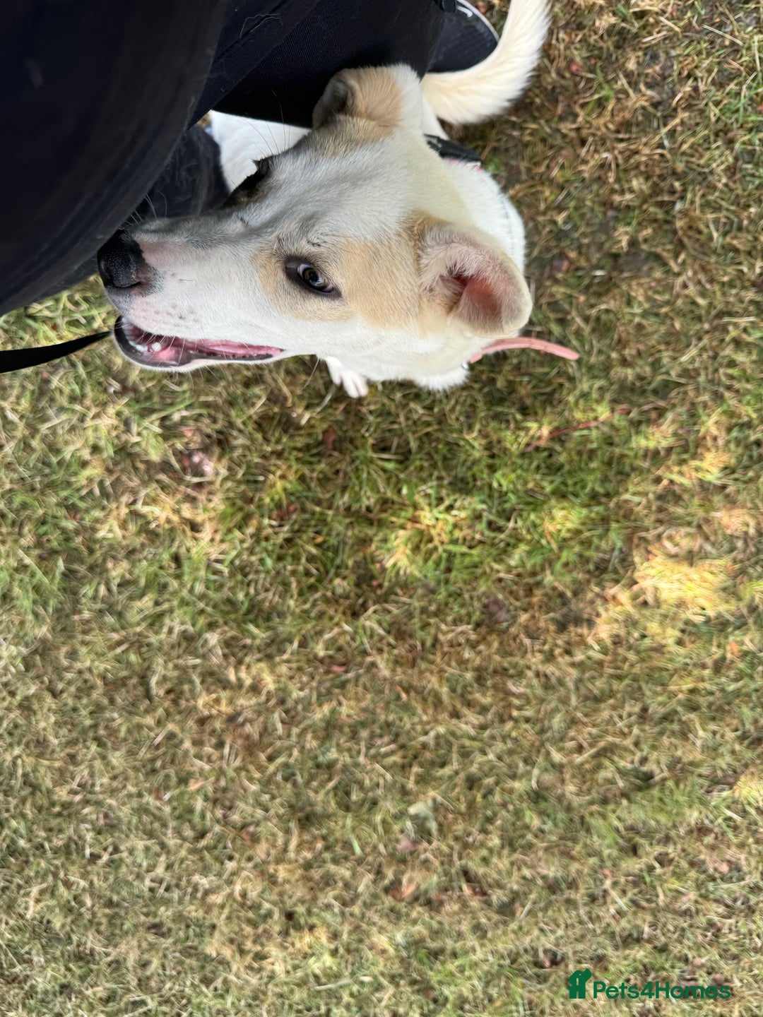 Mixed Breed dogs for sale: Jasmin - Image 4