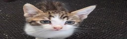 Mixed Breed cats for sale: Bengal female kitten - Advert 6