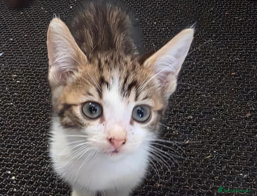 Mixed Breed cats for sale: Bengal female kitten - Advert 6