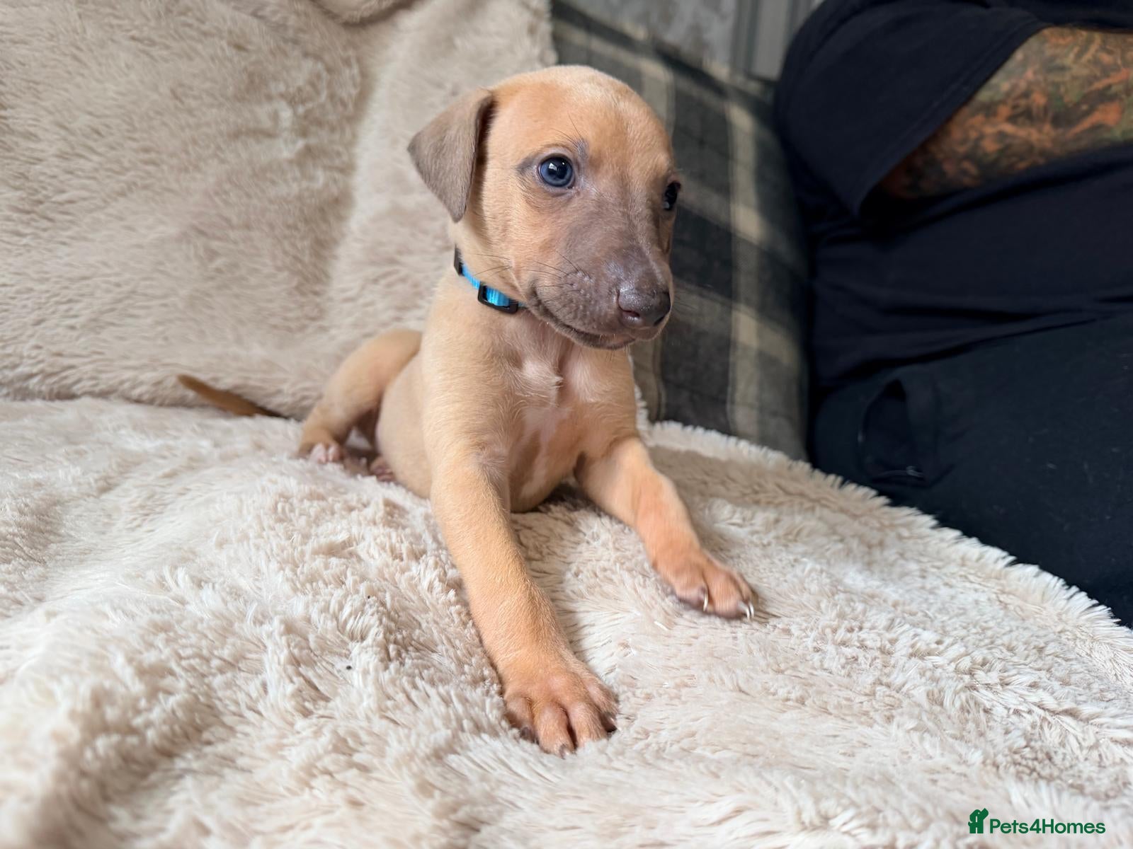 Whippet dogs Kc registered whippet male pup - Advert 1