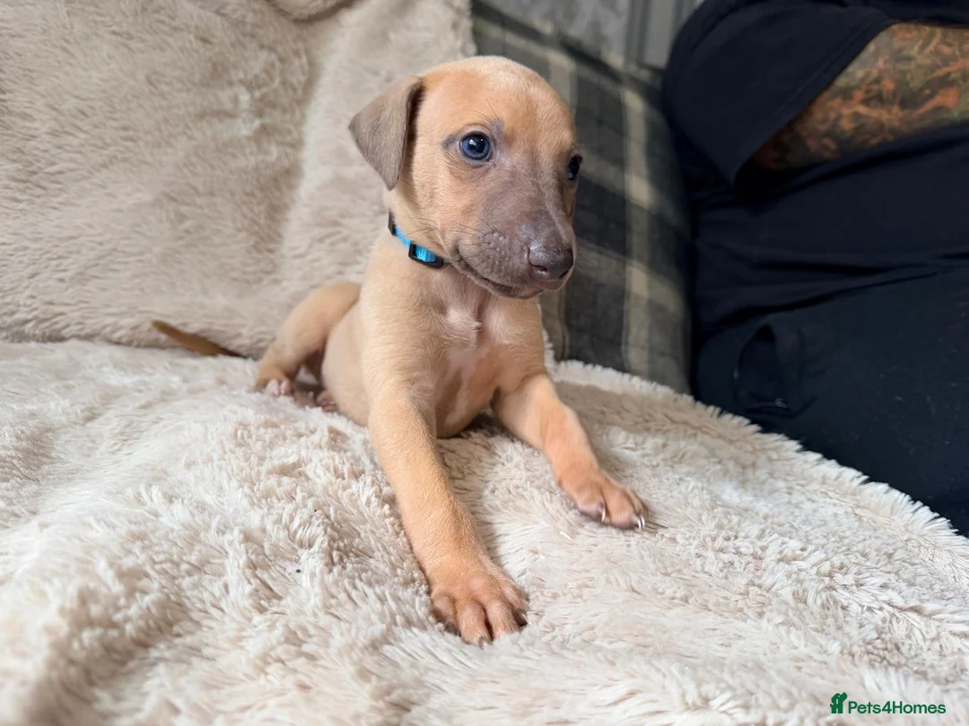 Whippet dogs for sale: Kc registered whippet male pup in Wolverhampton - Advert 1