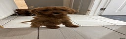 Cavapoo dogs for sale: Beautiful hypoallergenic Cavapoo pups - Advert 10