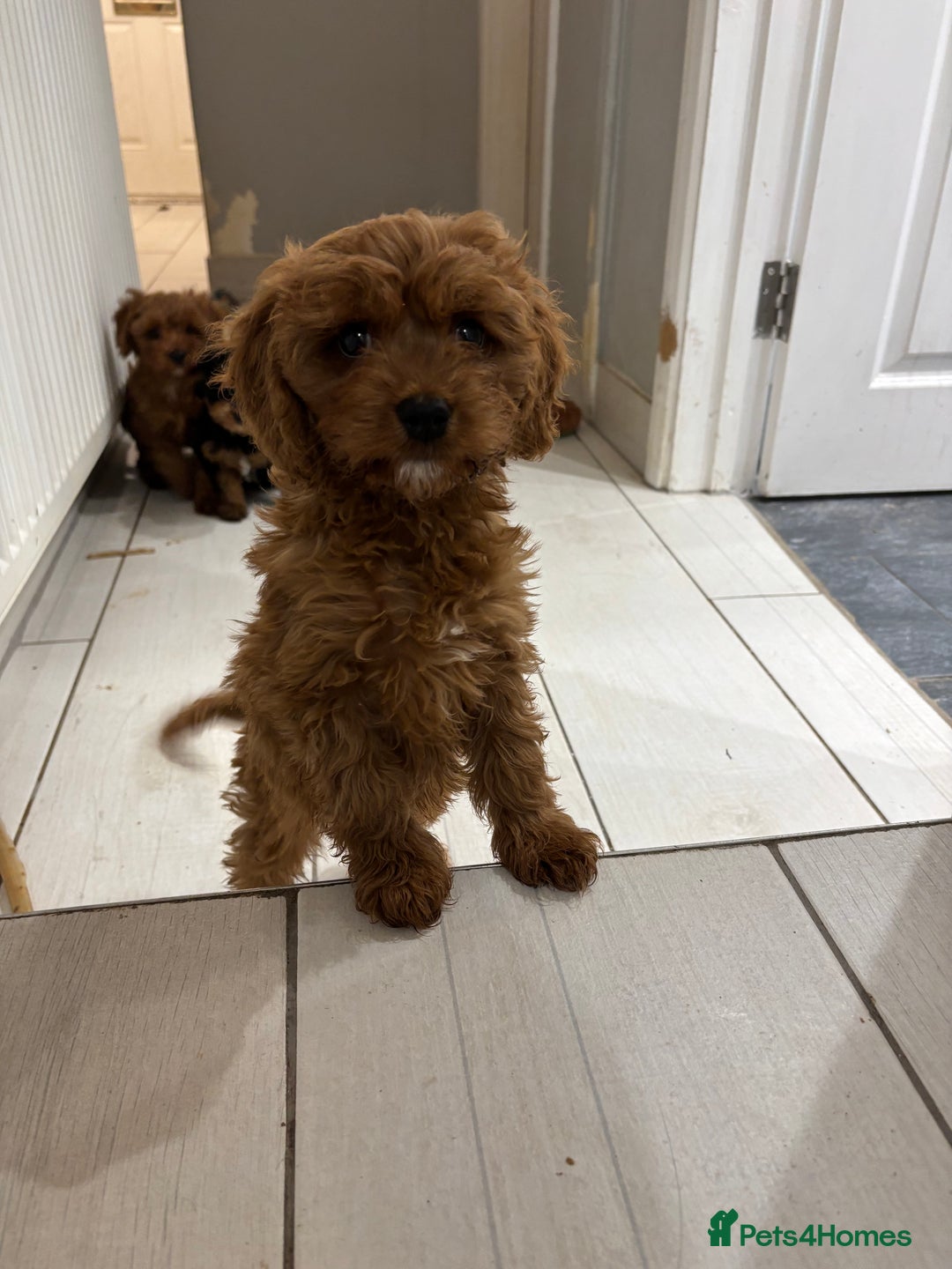 Cavapoo dogs for sale: Beautiful hypoallergenic Cavapoo pups - Advert 10