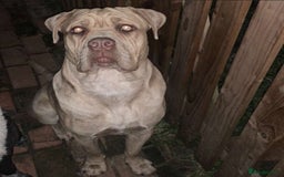 Bandog dogs for stud: Male Bandog for stud  - Image 2