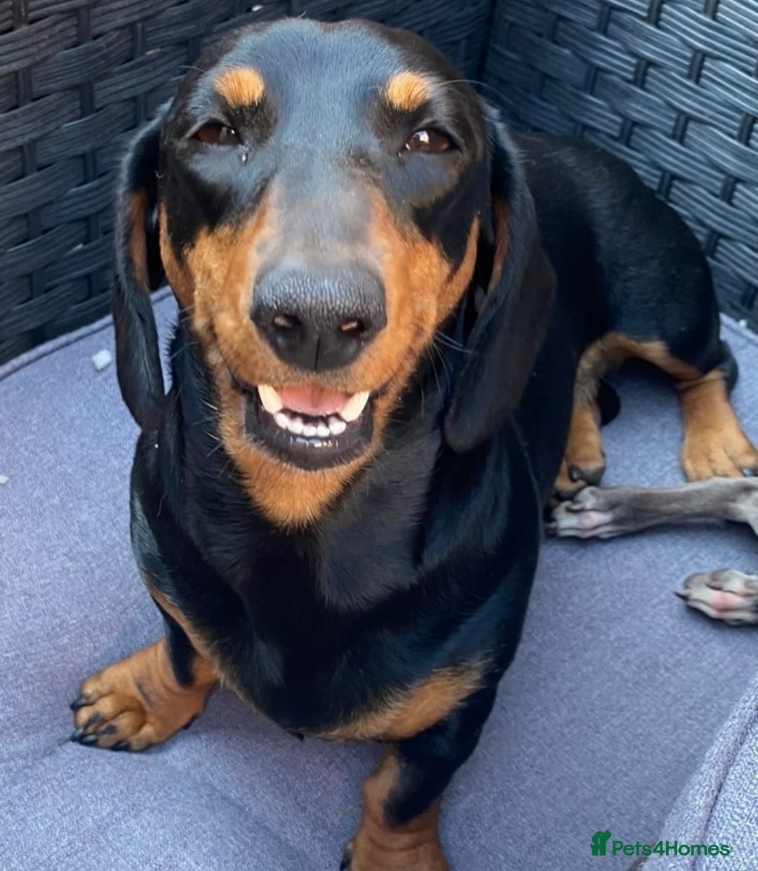 Miniature Dachshund dogs for sale: Kc reg miniature dachshund  - Advert 4