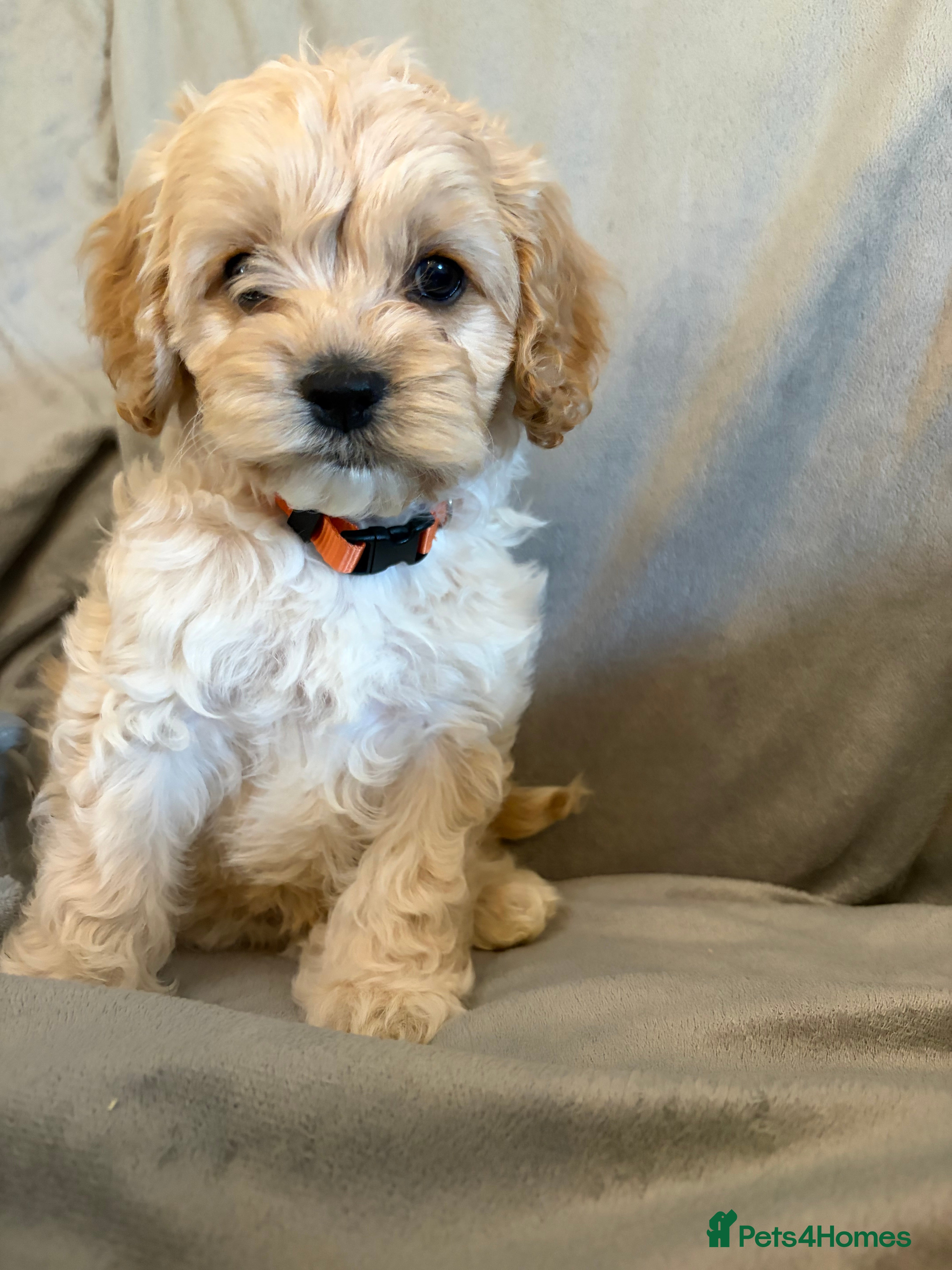 Cockapoo dogs Tiny Yankee Doodle puppies - Advert 2