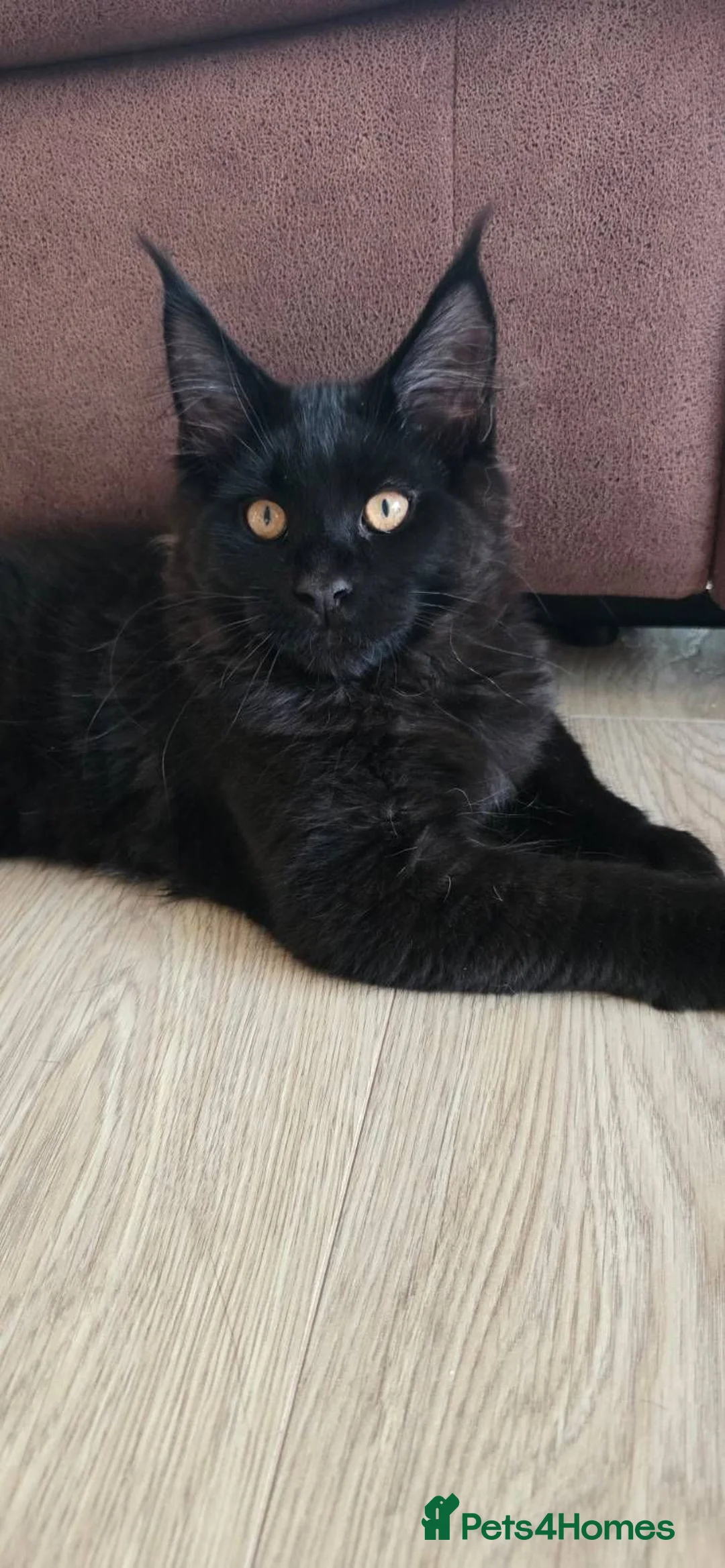 Maine Coon cats for sale: Black smoke Maine Coon kitten - Advert 1