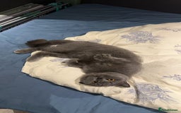 British Shorthair cats for sale: GCCF Active British shorthair blue queen for sale - Image 4