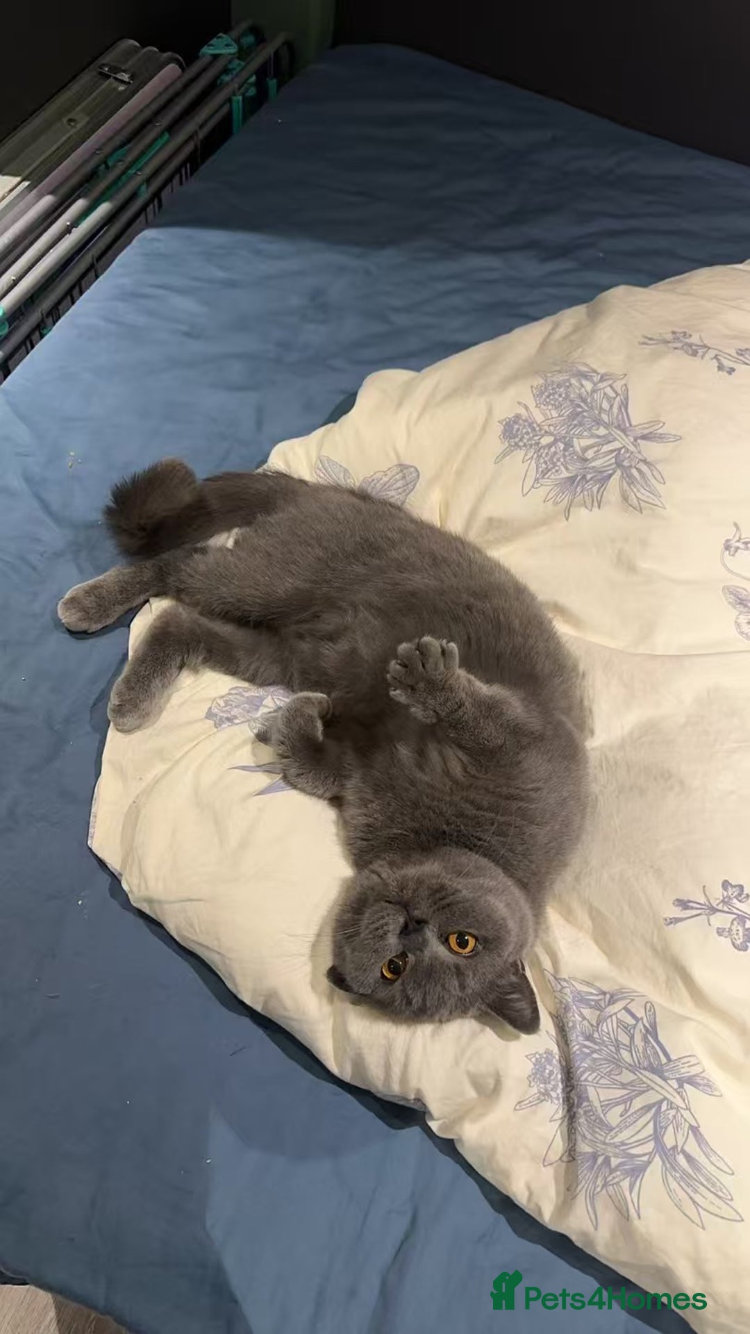 British Shorthair cats for sale: GCCF Active British shorthair blue queen for sale - Image 4