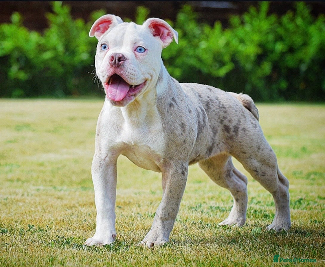 Olde English Bulldogge dogs 23❤️YEARS❤️5⭐️RATED❤️LICENSED❤️PROFESSIONALS❤️ - Advert 6