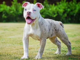 Olde English Bulldogge dogs 23❤️YEARS❤️5⭐️RATED❤️LICENSED❤️PROFESSIONALS❤️ - Advert 2