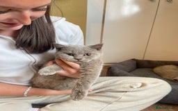 Scottish Fold cats for sale: Beautiful scotish fold straight ear kittens 🐱 ❤️ in Altrincham - Image 33