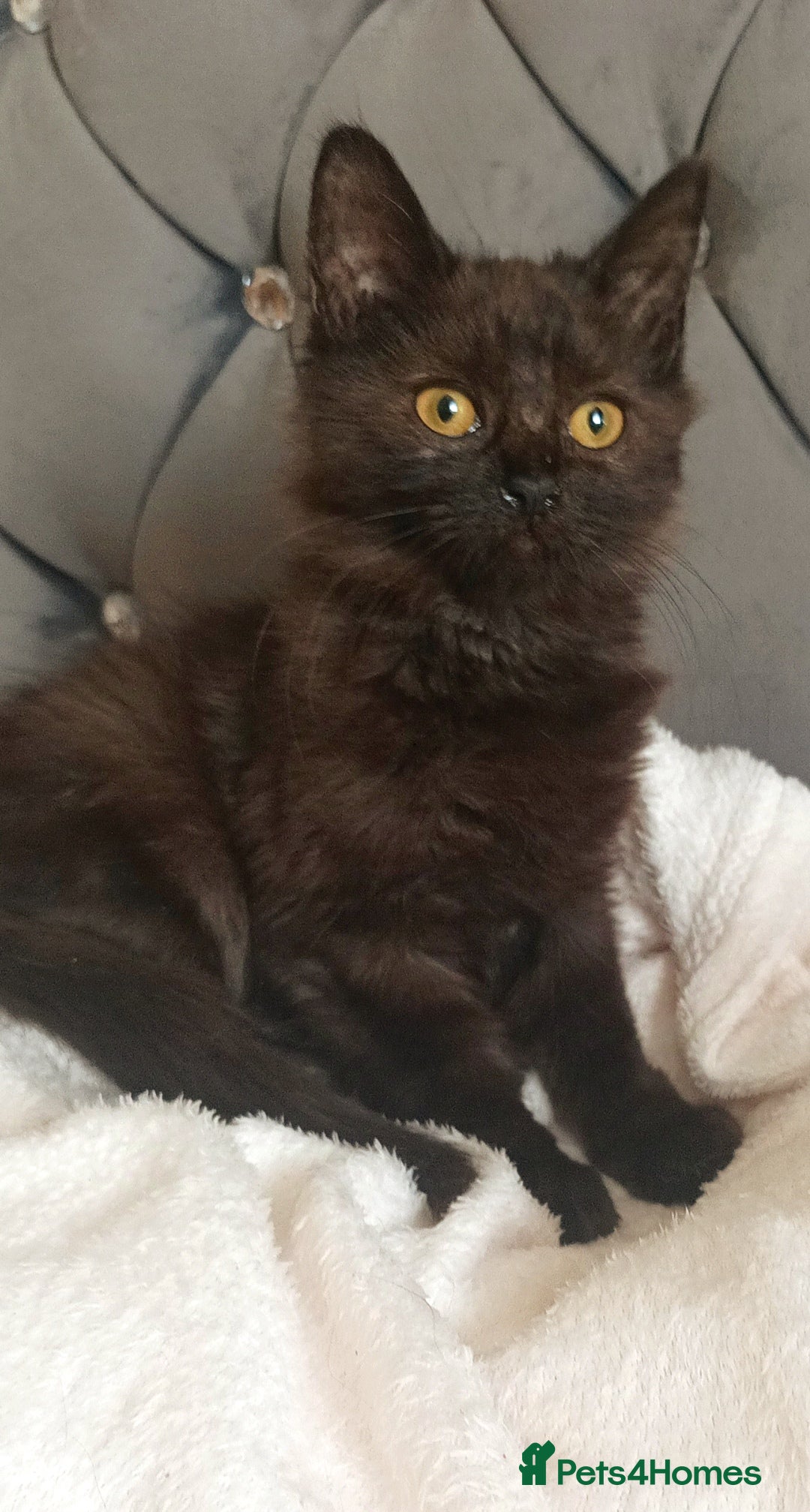 Maine Coon cats Beautiful Maine coon X kittens . - Advert 1