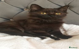 Maine Coon cats for sale: Beautiful Maine coon mix kittens. - Image 1