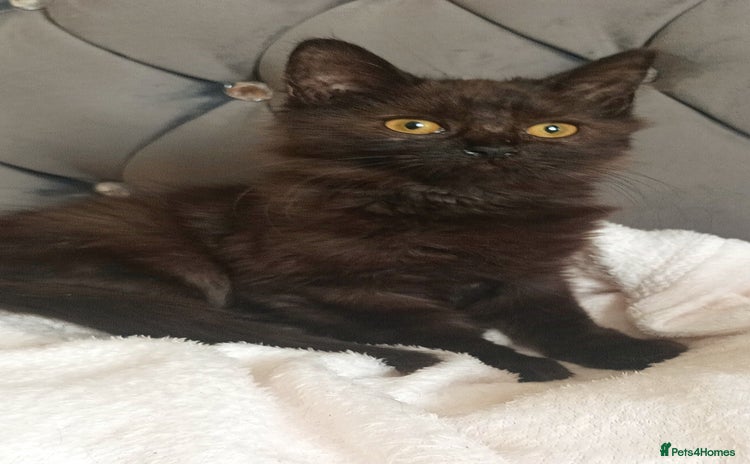 Maine Coon cats - Advert 4