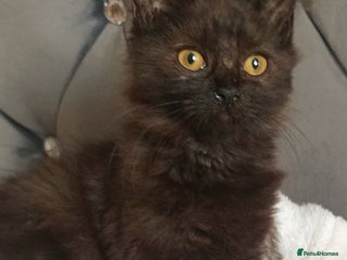 Maine Coon cats - Advert 35