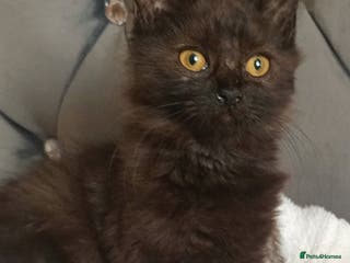 Maine Coon cats Beautiful Maine coon X kittens . - Advert 5