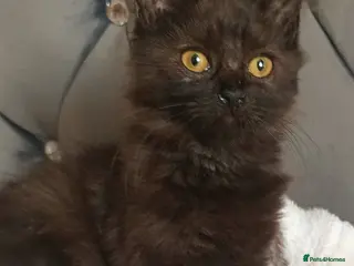 Maine Coon cats Beautiful Maine coon X kittens . - Advert 2