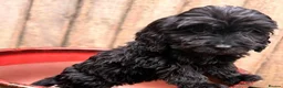 Cockapoo dogs for sale: Cocker spaniel x cockapoo puppies  in Leicester - Advert 4