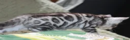 Bengal cats for sale: Two Male Bengal Kittens for Sale - Advert 11