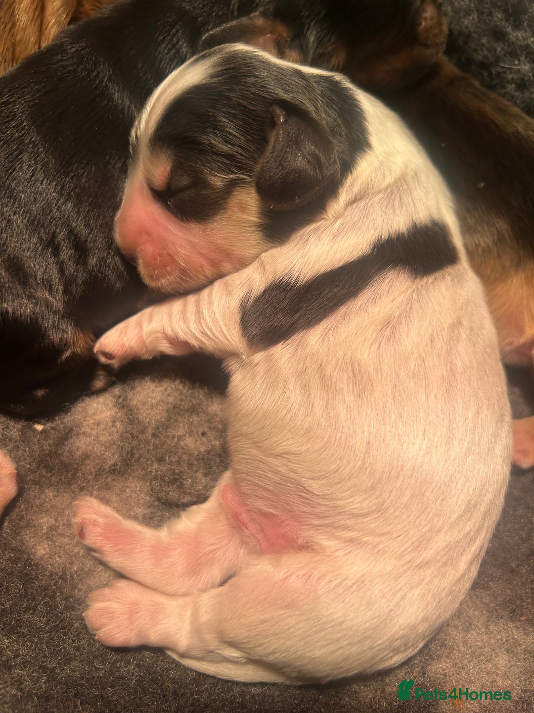 Cocker Spaniel dogs for sale: KC Reg Show Type Cocker Spaniel Puppies  - Advert 20