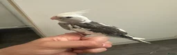 Cockatiels birds for sale: Middlesbrough  in Middlesbrough - Advert 1