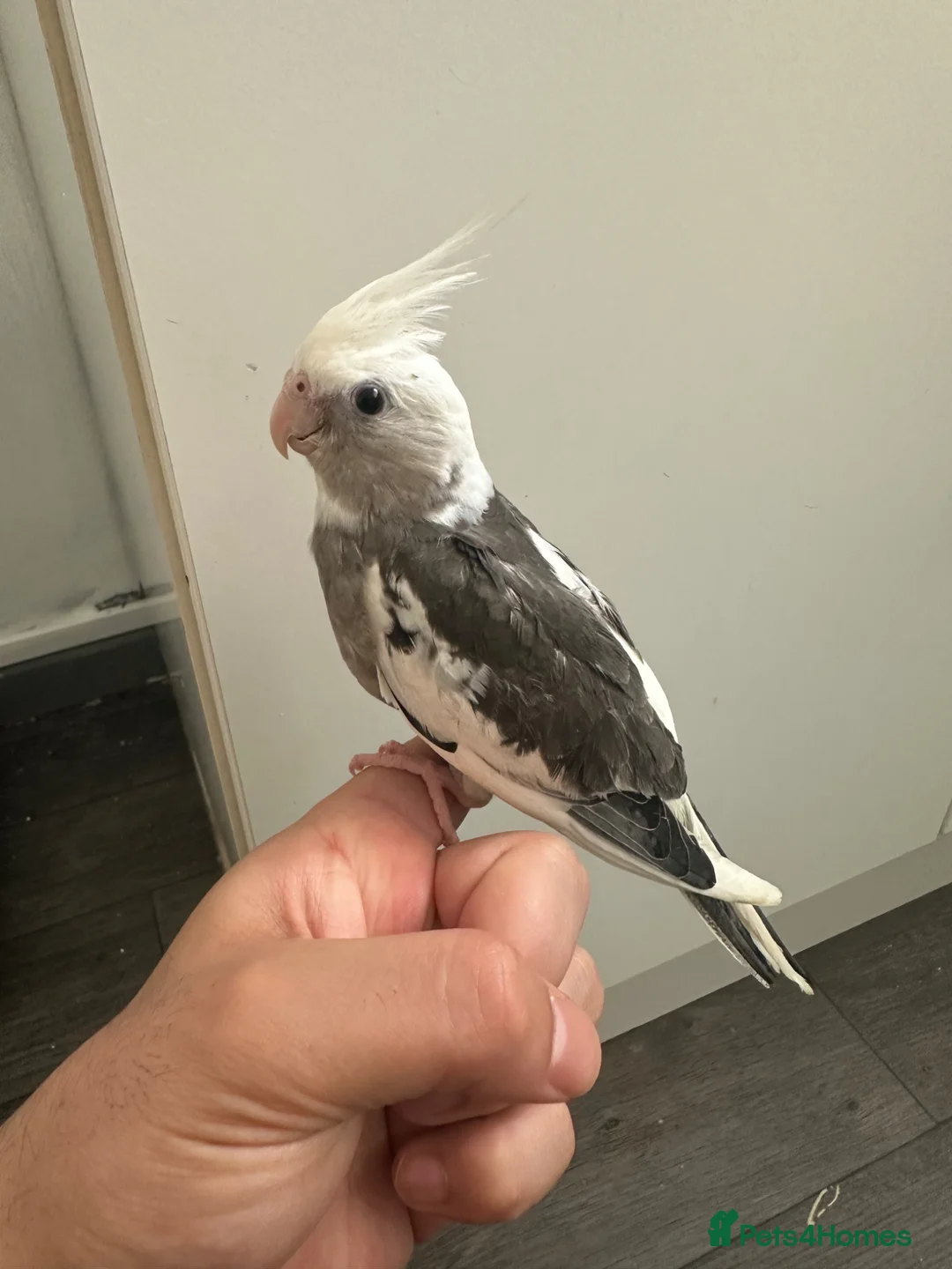 Cockatiels birds for sale: Middlesbrough  in Middlesbrough - Advert 1