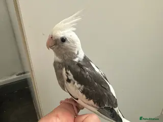 Cockatiels birds Middlesbrough - Advert 1