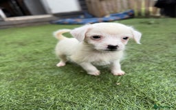 Jack Russell dogs for sale: The cutest little Jack Russel pups ❤️ - Image 8