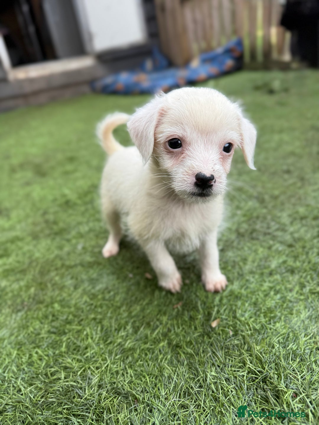 Jack Russell dogs for sale: The cutest little Jack Russel pups ❤️ - Image 8
