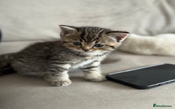 Mixed Breed cats for sale: Half Ragdoll, Half British Shorthairs  - Image 12