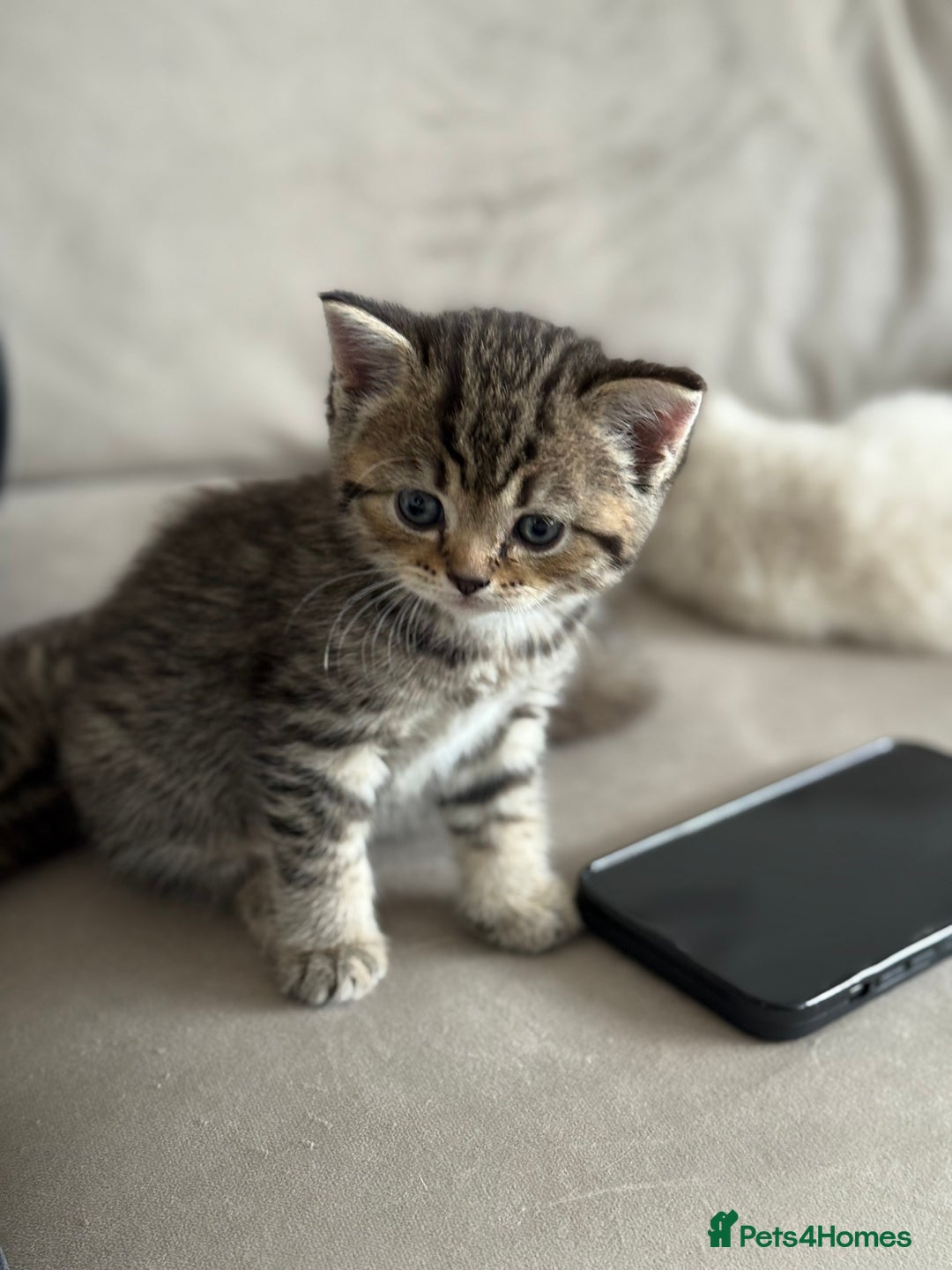 Mixed Breed cats for sale: Half Ragdoll, Half British Shorthairs  - Image 12