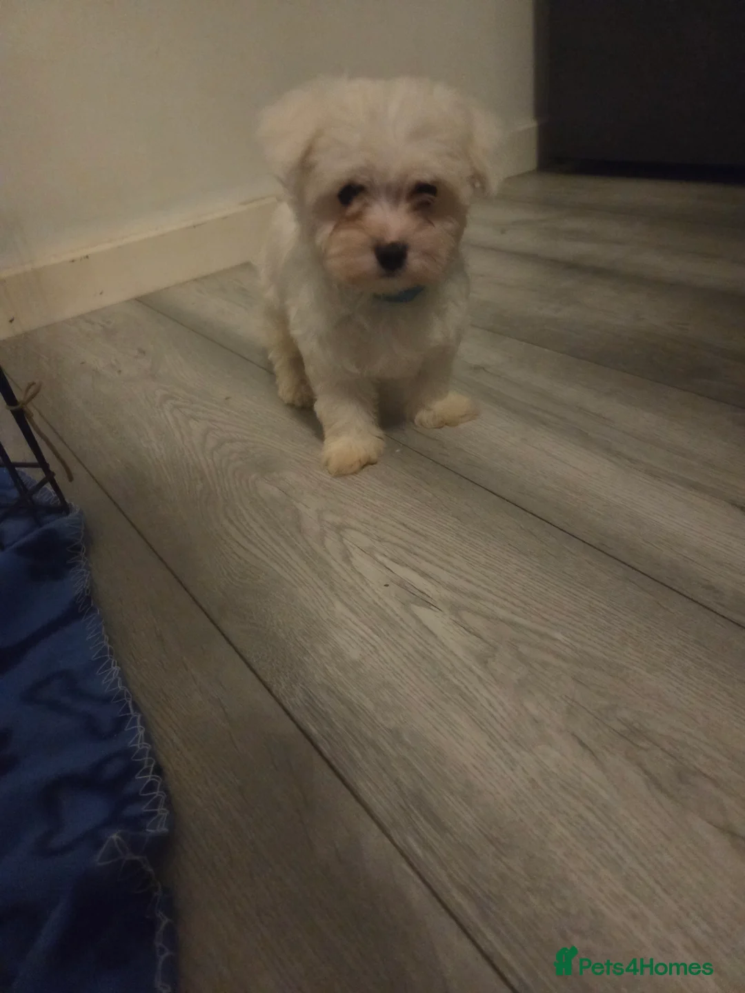 Maltese dogs for sale: Maltese Mini Puppies - Advert 2