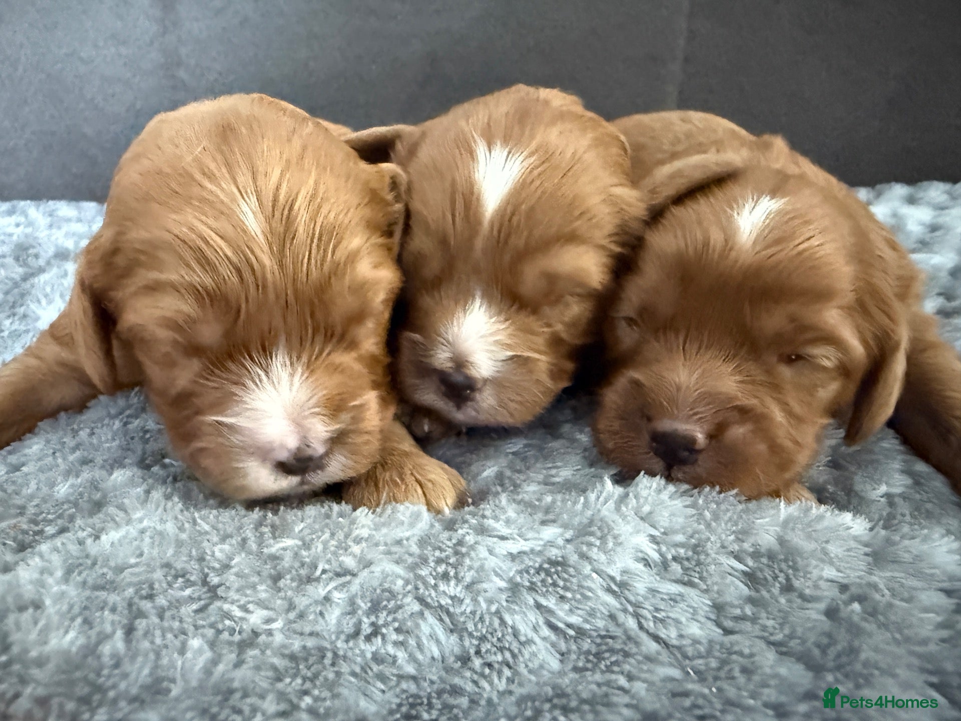Cavapoo dogs Cavapoo f1 health tested 5* incensed  - Advert 1