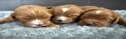Cavapoo dogs for sale: Cavapoo f1 health tested 5* incensed  - Advert 3