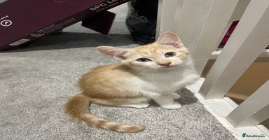 Mixed Breed cats - Advert 4