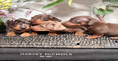 Miniature Dachshund dogs - Advert 4