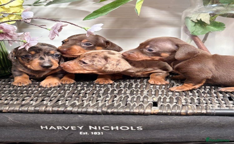 Miniature Dachshund dogs - Advert 1