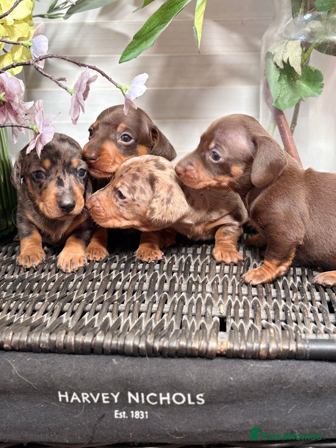 Miniature Dachshund dogs for sale: Miniature Daschund KC. PRA-OI-CRD-PRA-NCL - Image 3