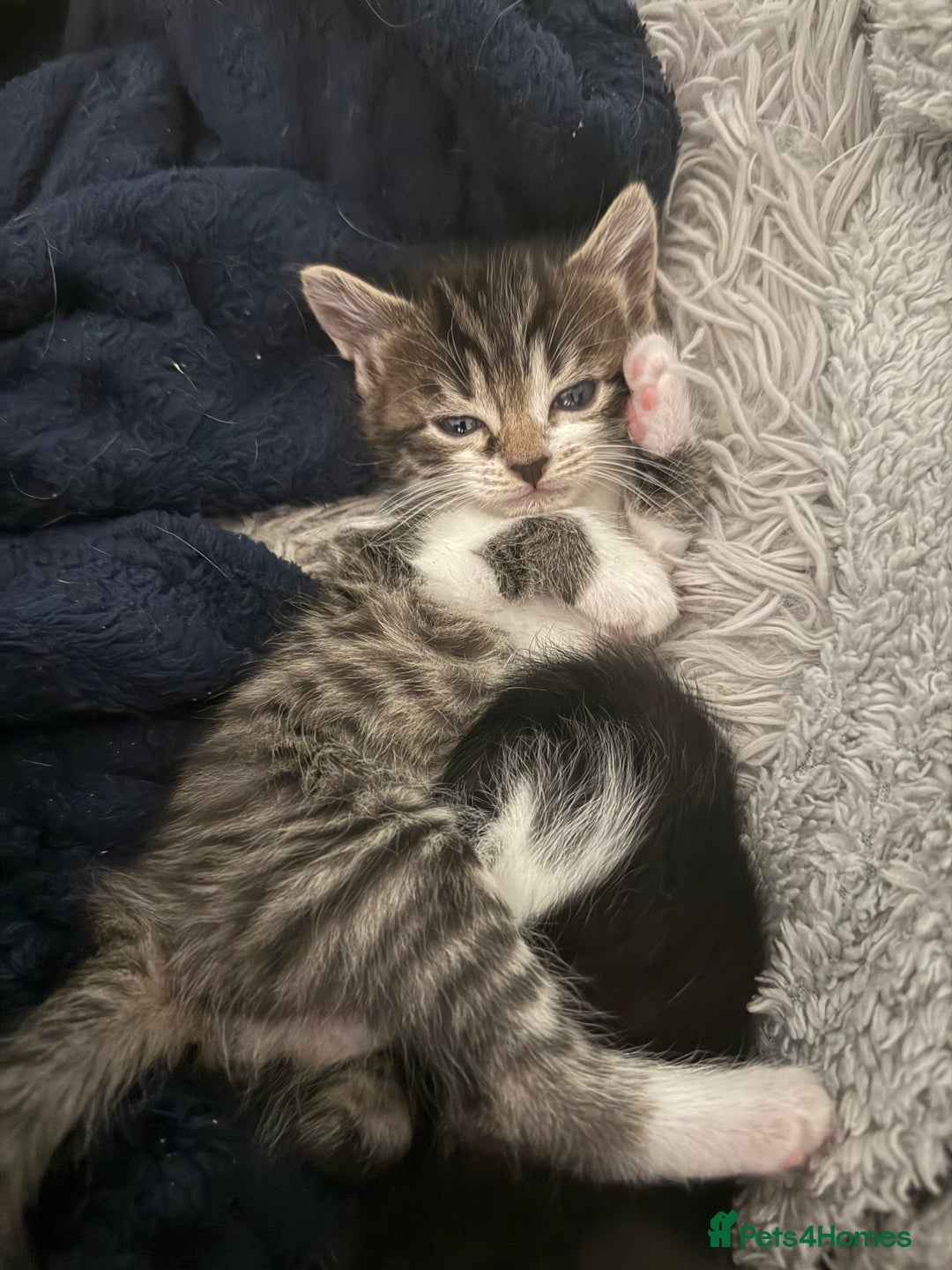 Mixed Breed cats for sale: Beautiful Kittens For Sale  - Image 8