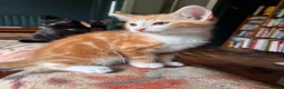 Mixed Breed cats for sale: Four varied mixed breed kittens - Advert 38