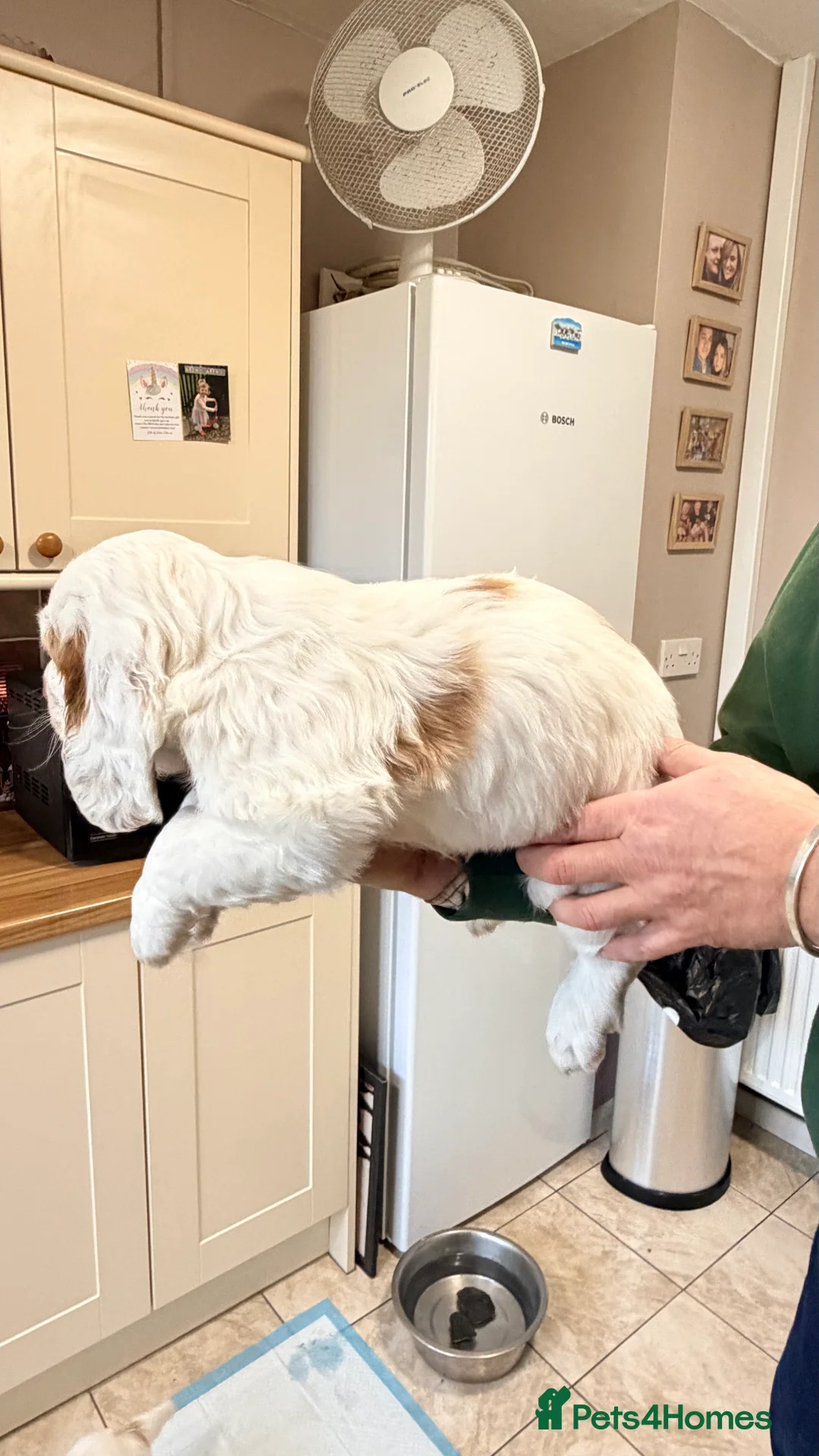 Clumber Spaniel dogs for sale: Clumber Spaniel dog puppy  - Advert 5