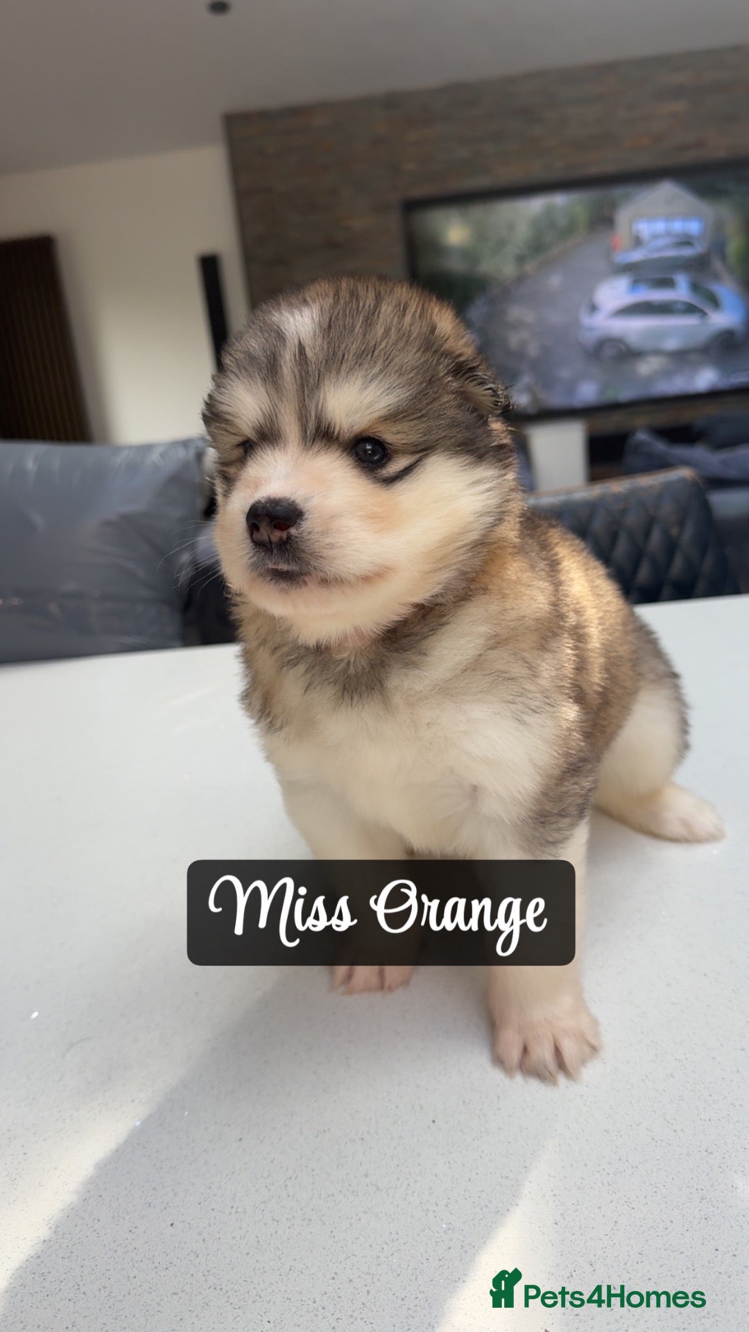 Alaskan Malamute dogs Behaviourist Raised Malamute Champion Line Pups  - Advert 2