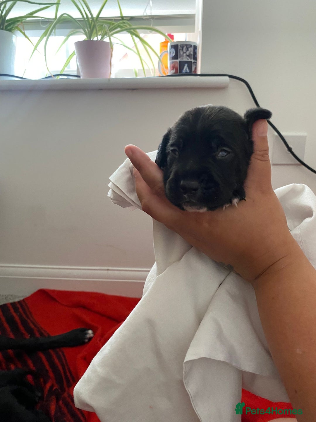 Mixed Breed dogs for sale: corso springer - Image 5